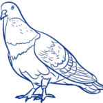 مكافحة الحمام